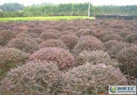 孝感周巷 優質紅繼木規格齊全，滿足多樣化綠化需求