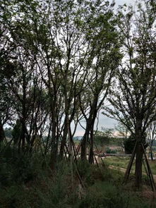 四川精品苗木供應商 打造綠色產業的堅實后盾