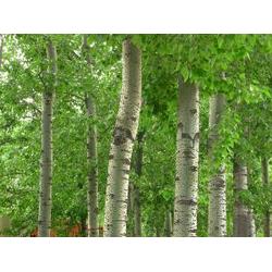 保定市綠化苗木供應與批發 廠家直供，構筑生態綠城