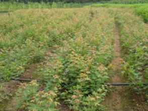 破局與新生 關(guān)鍵之年看黑松、油松、側(cè)柏的市場(chǎng)前景