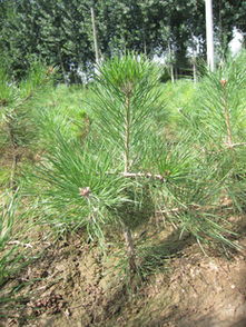 特價(jià)優(yōu)質(zhì)營(yíng)養(yǎng)缽樟子松苗供應(yīng)，隴縣鼎盛苗木為綠化工程提供堅(jiān)實(shí)保障