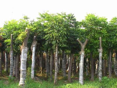 合肥欒樹(shù)苗木 品質(zhì)卓越，市場(chǎng)口碑載道