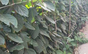 柿樹(shù)苗木的培育與栽種指南