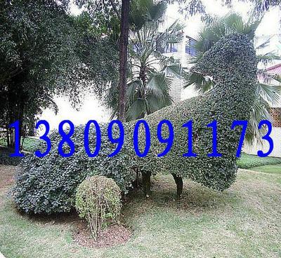 基地直銷優(yōu)良品種香樟 品質(zhì)、價(jià)格與選擇的全面指南