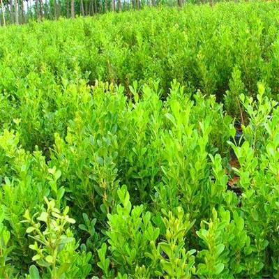 庭院綠化的優(yōu)秀選擇 瓜子黃楊，四季常青的耐寒綠籬植物