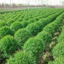 2019年綠化苗木市場(chǎng)行情與批發(fā)價(jià)格分析——基于第16頁(yè)園林網(wǎng)數(shù)據(jù)